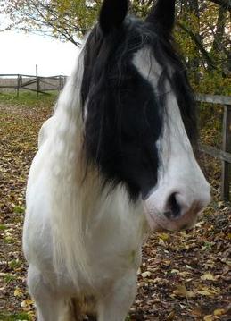 Paddy nieren darmen paard biologisch paardenvoer