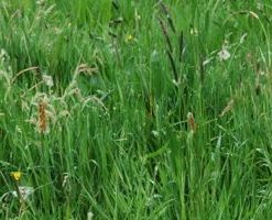 graszaad mengsel 1