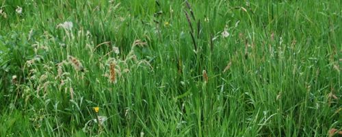 graszaad mengsel 1