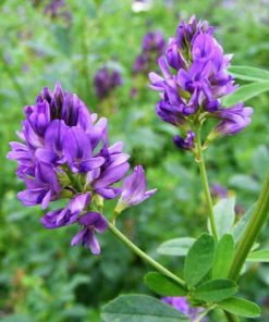 Luzerne (Medicago Sativa)