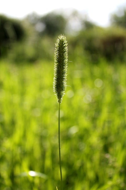 Bio-Ron | Zaaigoed | Timothee