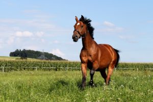 kruiden voor paarden
