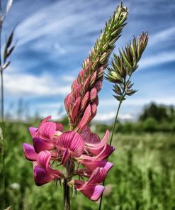 Alternative view of Bio-Ron | Zaaigoed | Esparcette (Onobrychis Viciifolia)