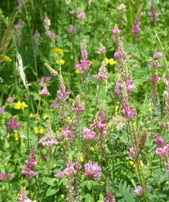 Bio-Ron | Zaaigoed | Esparcette (Onobrychis Viciifolia)