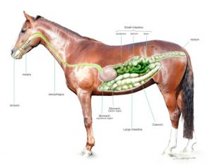 spijsvertering paard, gezondheid, paard