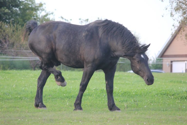 mijten paarden jeuk parasieten biologisch middel