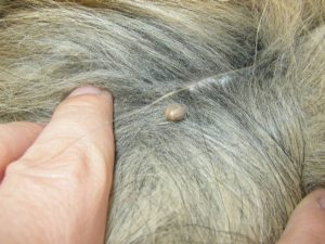 Teek bij een paard, ziekte van Lyme