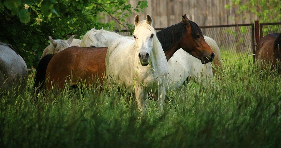 biologische paardenvoeding Pure Horse banner home paardenvoer