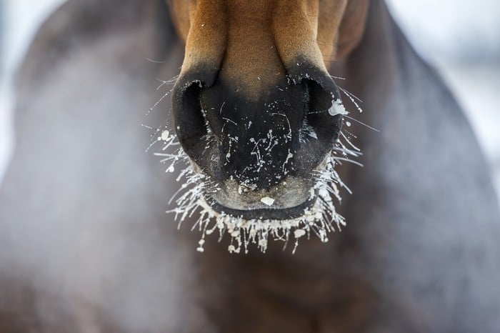 luchtwegproblemen bij paarden, astma, voedings, essentiële olie, copd