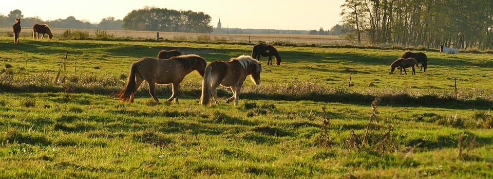 pure horse, paardenvoeding, biologisch, ppid, ziekte, gezondheid