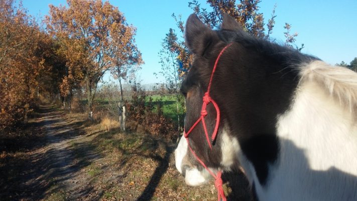 Zouttherapie voor paarden, luchtwegproblemen, hoesten halotherapie, medicinaal zout