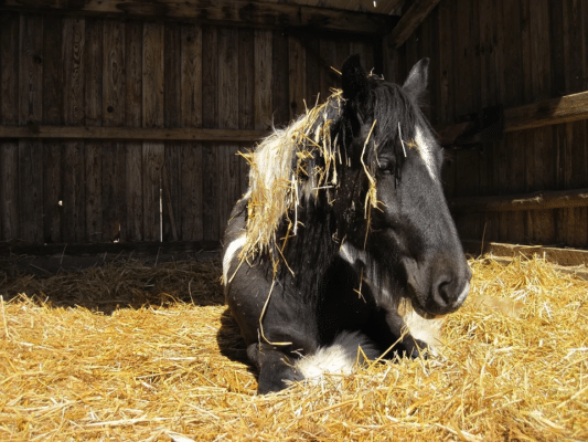 Het belang van goede slaap-/ligplekken in groepshuisvesting, paard liggen in stro, groepshuisvesting, slaap te kort, remslaap