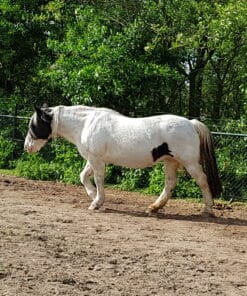 webinair kpu, kryptopyrrolurie, pure horse, blog