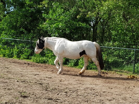 webinair kpu, kryptopyrrolurie, pure horse, blog