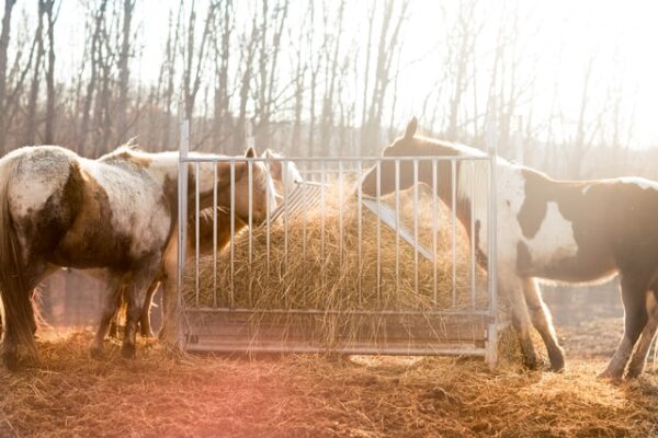 basisvoeding, basics, pure horse, blog