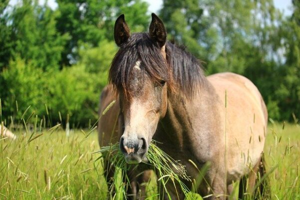 Pure Horse, horse in mind, gezonde voeding
