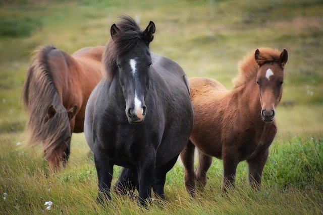 paardenpodcast, pure horse, horse in mind, bodem en weidebeheer