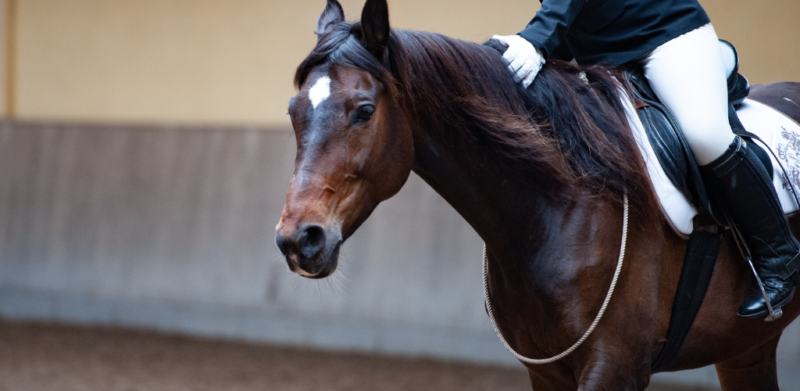 Stress paard bitloos wedstrijd