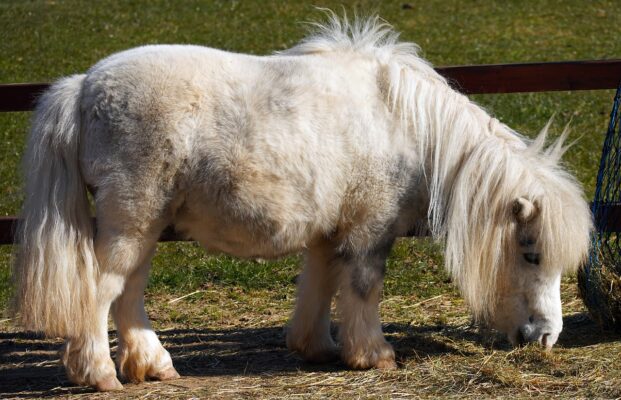 dik paard, gezondheid paard, paard is te dik, evolutie, dikke buik, shetlander,