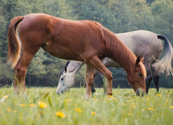 paarden. compenseren, klachten vrij, huisvesting, voeding, beweging