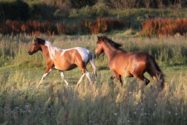 paarden, mestwater, paard, darmproblemen, leaky gut, paarden voeding, pure horse, webschop
