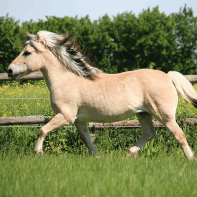Gist in paardenvoeding