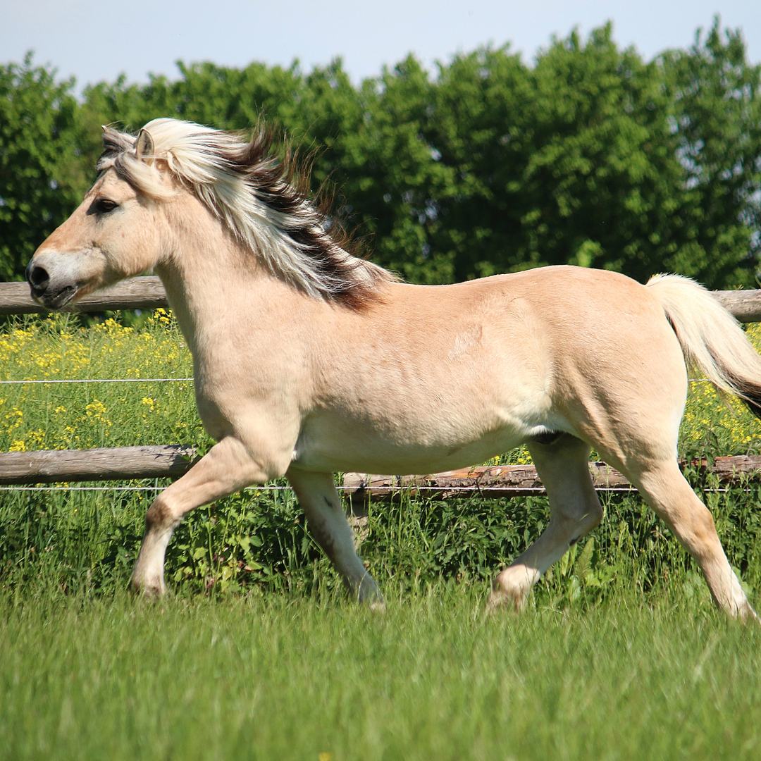Gist in paardenvoeding