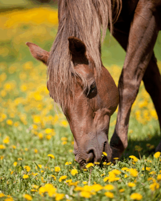 voorjaarskruiden paard kruiden voor paarden in de lente voorjaar kruiden paard