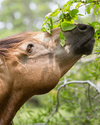 “zomer kruiden paard – veilige zomerplanten en bladeren voor paarden”