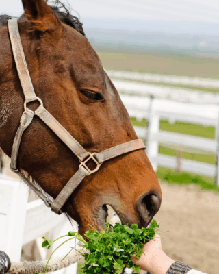 “winter kruiden paard – veilige planten, bladeren en wintergroenten voor paarden”